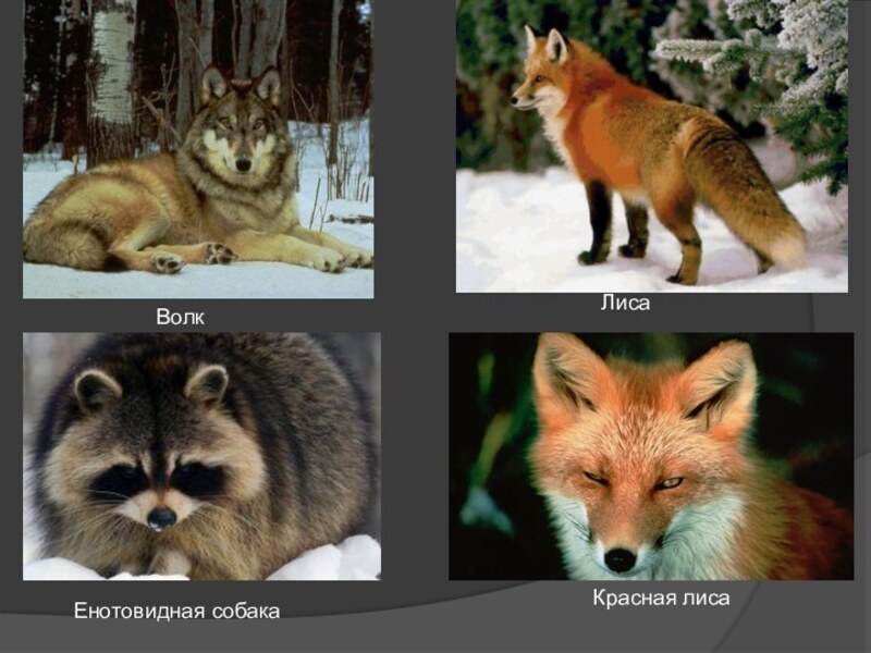 Волк и лиса является. Волк и лиса. Енотовидная лиса. Лисы и волки. Енотовидная собака и лиса.