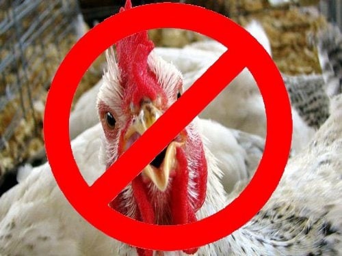 Внимание! Угроза в области гриппа птиц. Внимание! Угроза в области гриппа птиц.